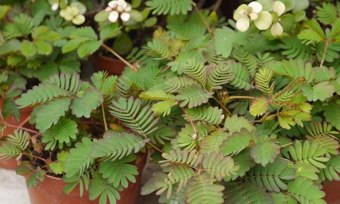 含羞草之花语与意义（揭秘含羞草的神秘语言与感情表达）