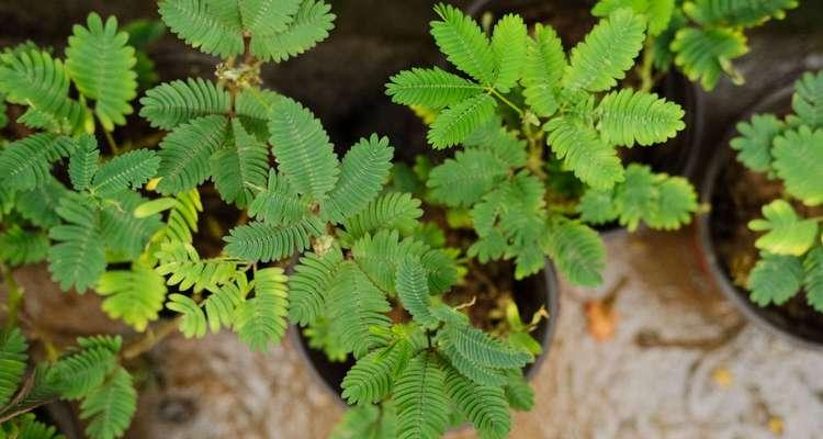 含羞草之花语与意义（揭秘含羞草的神秘语言与感情表达）