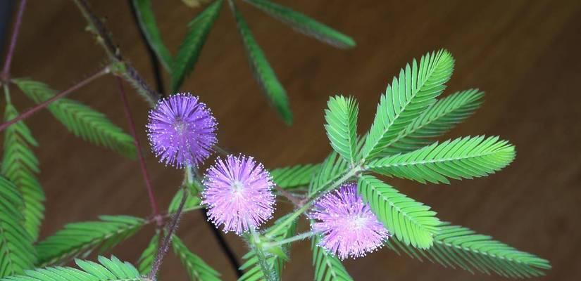 含羞草之花语与意义（揭秘含羞草的神秘语言与感情表达）