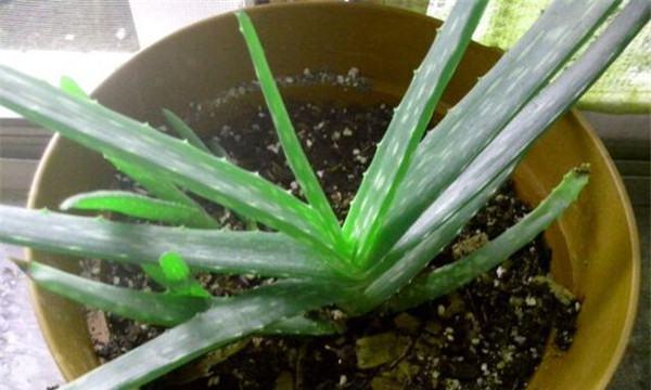 芦荟爆盆的秘诀是什么?如何正确养护芦荟?
