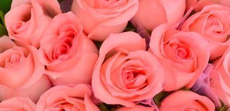 99朵粉玫瑰花语的浪漫与传情之美（用花海诉说爱情）