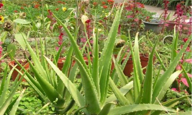 芦荟淋雨会有什么影响?如何正确照顾芦荟?