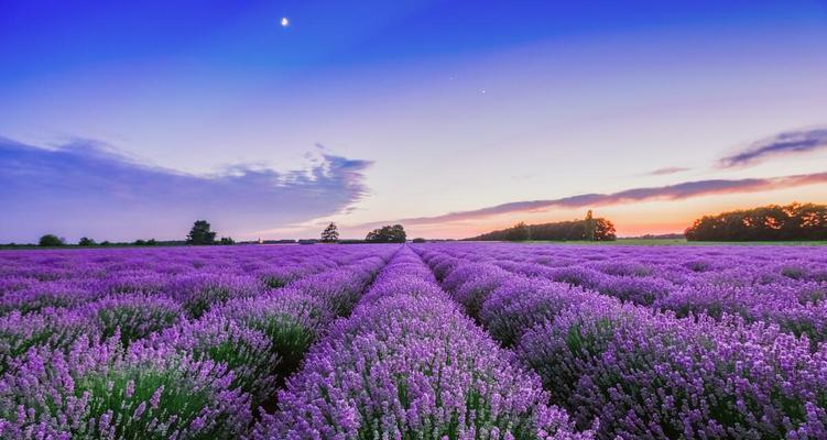 薰衣草的花语与意义(薰衣草传递的愿望与情感) 薰衣草的花语与意义(薰衣草传递的愿望与情感)