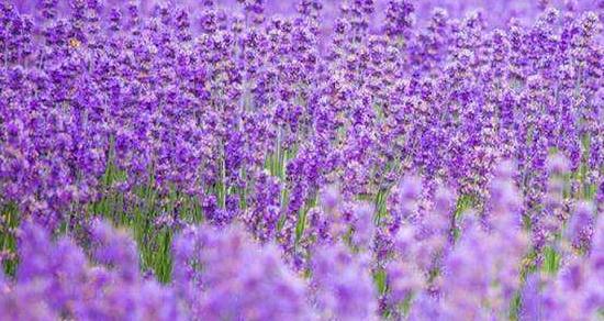 薰衣草的花语与意义(薰衣草传递的愿望与情感) 薰衣草的花语与意义(薰衣草传递的愿望与情感)