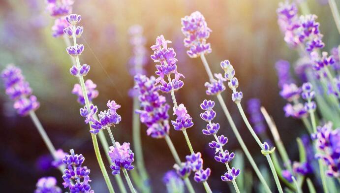 薰衣草的花语与意义(薰衣草传递的愿望与情感) 薰衣草的花语与意义(薰衣草传递的愿望与情感)