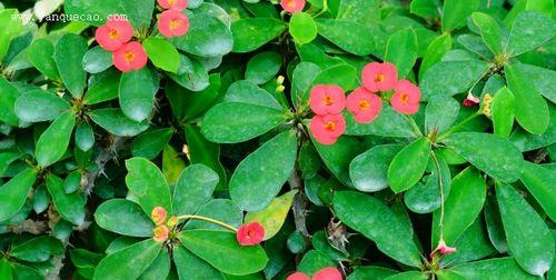 虎刺梅的生长习性特点是什么？如何正确养护虎刺梅？