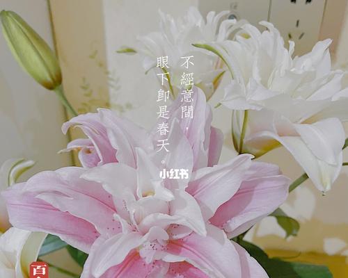 百合的象征意义与文化内涵(解读百合花的多重寓意与意象) 百合的象征意义与文化内涵(解读百合花的多重寓意与意象)
