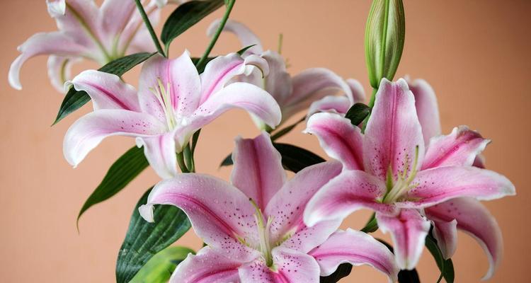 百合的象征意义与文化内涵(解读百合花的多重寓意与意象)