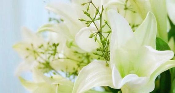 百合的象征意义与文化内涵(解读百合花的多重寓意与意象) 百合的象征意义与文化内涵(解读百合花的多重寓意与意象)