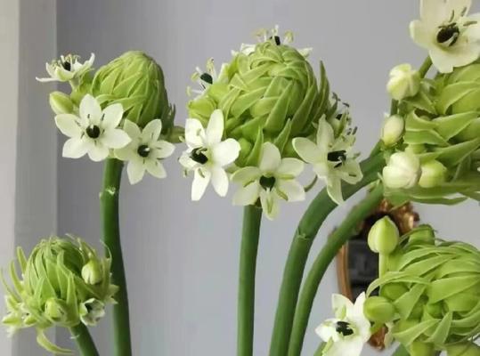 日系绿色切花小菊花语（细数小菊的十五种花语）