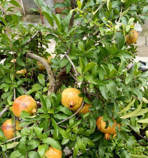 石榴成熟的季节是几月？如何挑选最佳成熟度的石榴？