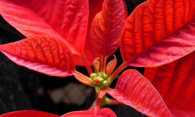 一品红的花语与寓意——给生活带来热情与温暖(探寻一品红花的花语和寓意) 一品红的花语与寓意——给生活带来热情与温暖(探寻一品红花的花语和寓意)