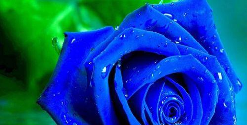 蓝色妖姬的美丽与寓意（一缕蓝色的诱惑）