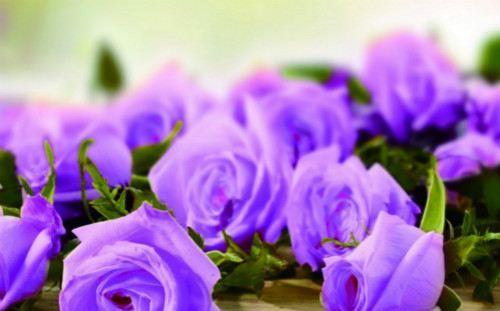 玫瑰花的花语及其意义（用香水玫瑰传递爱意）