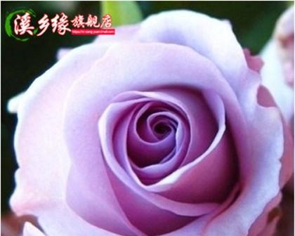 玫瑰花的花语及其意义（用香水玫瑰传递爱意）