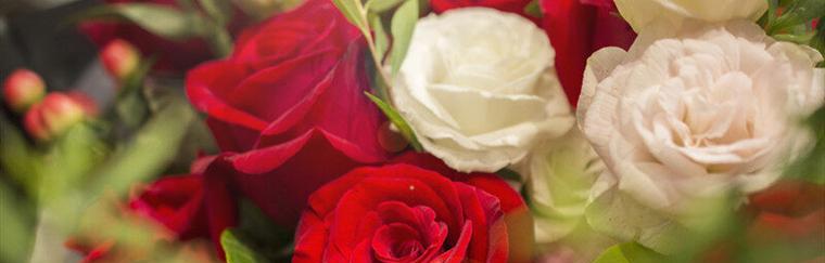 玫瑰花的花语及其意义（用香水玫瑰传递爱意）