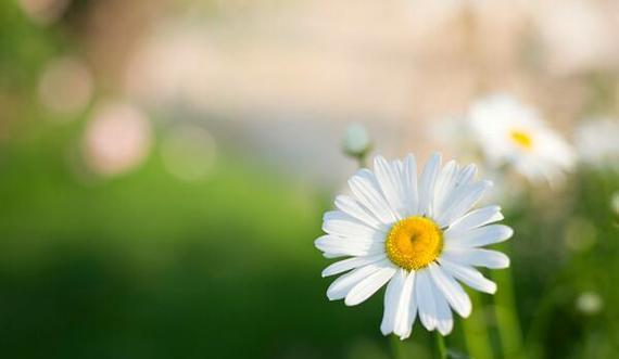 以黄色雏菊的花语和寓意为主题的文章（探寻黄色雏菊的花语和寓意）