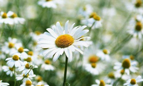 以黄色雏菊的花语和寓意为主题的文章（探寻黄色雏菊的花语和寓意）