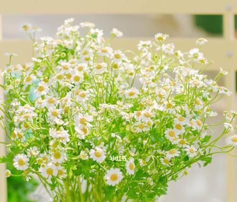 以黄色雏菊的花语和寓意为主题的文章（探寻黄色雏菊的花语和寓意）