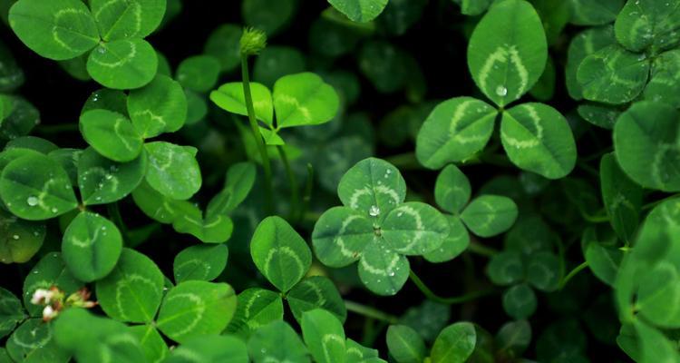 三叶草的花语与象征意义（解读三叶草的幸运与希望）