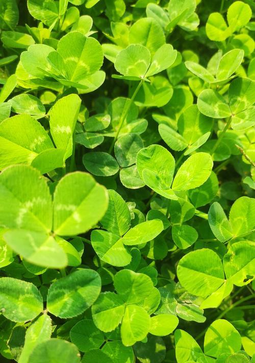 三叶草的花语与象征意义（解读三叶草的幸运与希望）