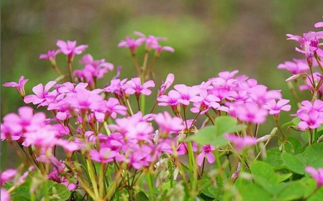 三叶草的花语与象征意义（解读三叶草的幸运与希望）