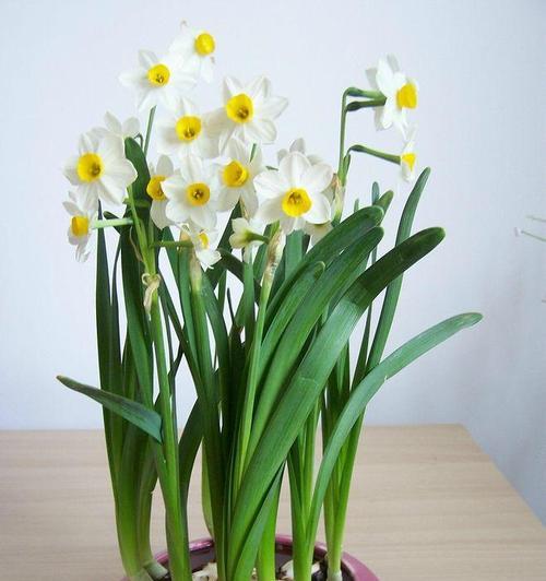 忏悔之花（忏悔与希望）