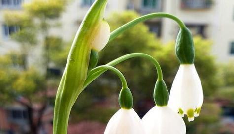 忏悔之花（忏悔与希望）