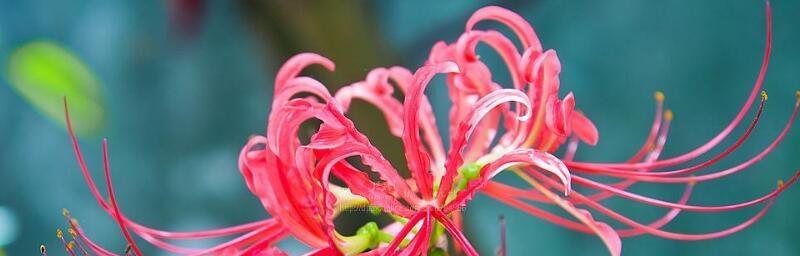 忏悔之花（忏悔与希望）