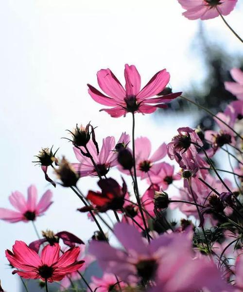 格桑花的寓意与象征（探寻格桑花的意义与文化内涵）