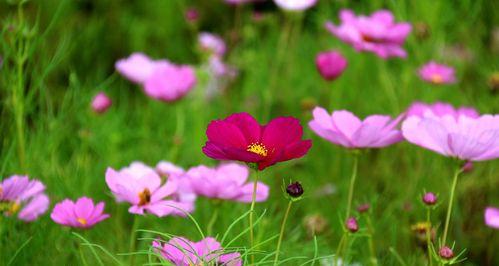 格桑花的寓意与象征（探寻格桑花的意义与文化内涵）