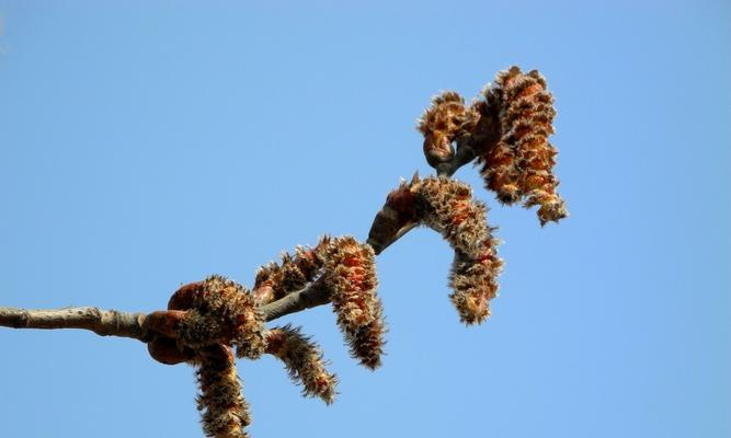 杨树会开花吗?一般在什么时间开花? 杨树会开花吗?一般在什么时间开花?