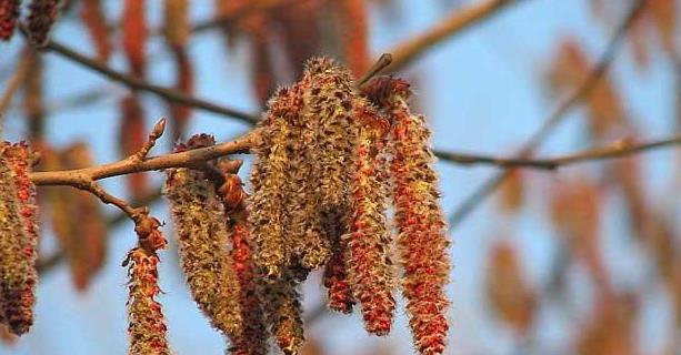 杨树会开花吗？一般在什么时间开花？