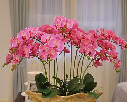 花开吉祥，寓意吉利的十大花（传递幸福与吉祥）