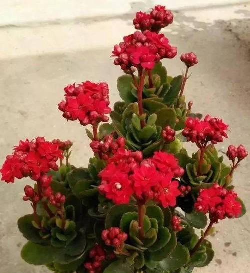 花开吉祥，寓意吉利的十大花（传递幸福与吉祥）