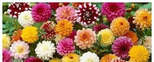 花开吉祥，寓意吉利的十大花（传递幸福与吉祥）