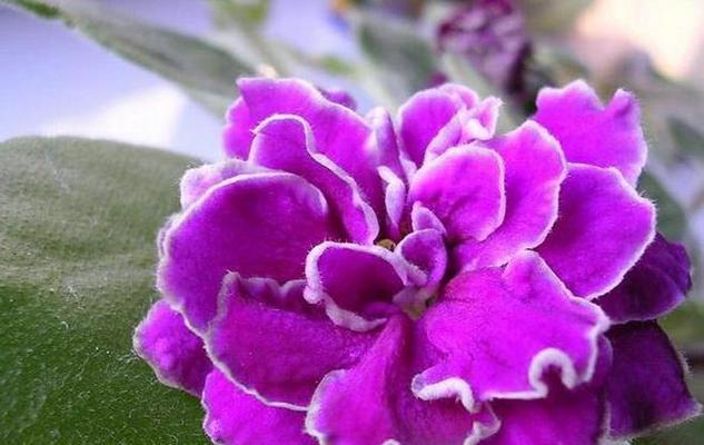 以丁香花的花语为主题的文章（揭示人与人之间的虚伪）