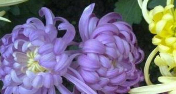 以丁香花的花语为主题的文章（揭示人与人之间的虚伪）