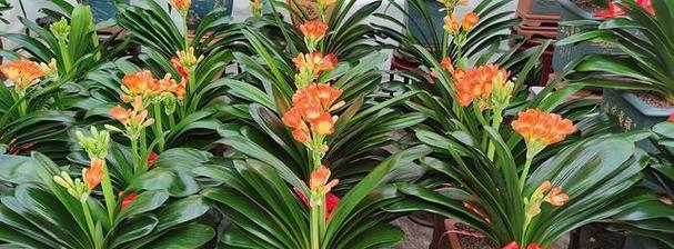 君子兰（以君子兰为主题的花语与寓意）