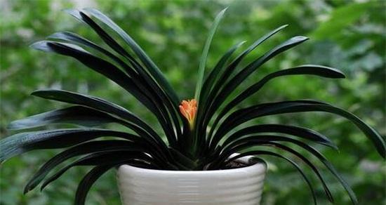 君子兰(以君子兰为主题的花语与寓意) 君子兰(以君子兰为主题的花语与寓意)