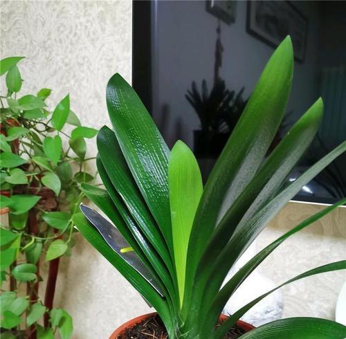 君子兰(以君子兰为主题的花语与寓意) 君子兰(以君子兰为主题的花语与寓意)