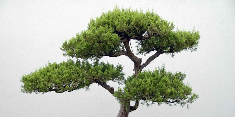 松柏可以种在院子里吗？院子种植松柏的注意事项是什么？