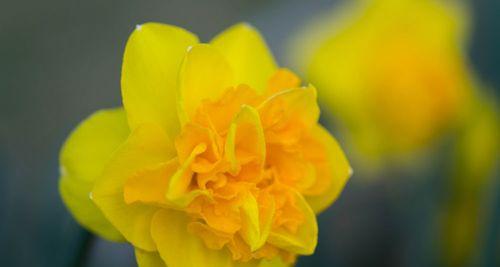 洋水仙的花语与意义（美丽的洋水仙花与内涵丰富的花语）