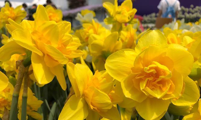 洋水仙的花语与意义（美丽的洋水仙花与内涵丰富的花语）