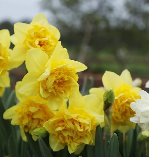 洋水仙的花语与意义（美丽的洋水仙花与内涵丰富的花语）