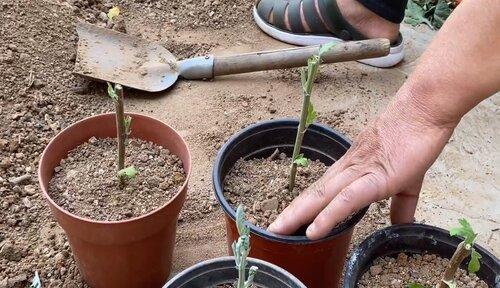 乔木扦插的最佳月份是什么时候？如何提高成活率？