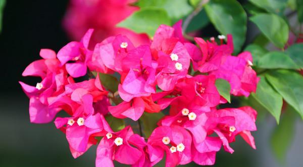 昆山市的市花及其象征意义（昆山市花的魅力与文化底蕴）