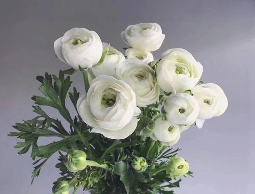 花毛茛花语（以花毛茛花为媒介）