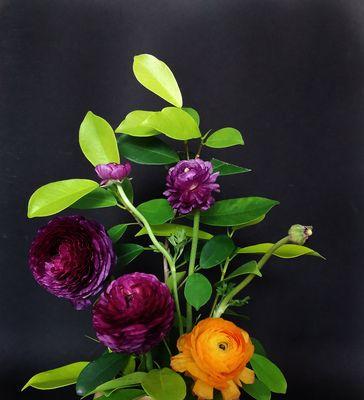 花毛茛花语（以花毛茛花为媒介）