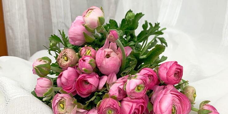 花毛茛花语（以花毛茛花为媒介）